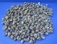 Wholesale Turbo Stenogyrus, natural shells for hermit crabs 3/4 inch to 1-1/2 inches - 20 kilos @ $1.75/kilos (Approximately 12 gallons)
