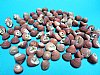 Red Strawberry Top Shells, Small Craft Shells 1/2" - 3/4" Clanculus puniceus Packed 50 @ .25 each; 100 @ .20 each