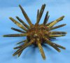 Wholesale Dried Pencil Sea Urchin, Phyllacanthus imperialis,  7" - 9" - Minimum: 2 @ $7.00 each