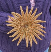 Wholesale Brown Sunflower starfish 3 inch to 4 inch - 12 pcs @ $1.35 each; 60 pcs @ $1.20 each