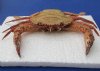 10" - 12" Dried Swimming Crab, Charybdis natator, taxidermy crabs wholesale Minimum 2 @ $12.00 each