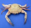 8" to 10" Wholesale Medium Dried Swimming Crabs, Charybdis natator - Minimum 2 @ $8.00 each
