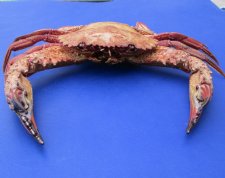 Dried Crabs - Taxidermy Crabs Wholesale