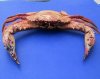 Dried Crabs - Taxidermy Crabs Wholesale