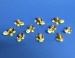 Wholesale tiny serpent head cowrie shell turtle with glasses seashell novelty Packed 50 @ .30 each; 300 (6 packs) @ .25 each