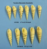 5  to 6 inch Wholesale Terebra Maculata Marlinspike Shells Packed 12 @ $1.35 each (60 pcs (5 packs)+ @ $1.215 ea)