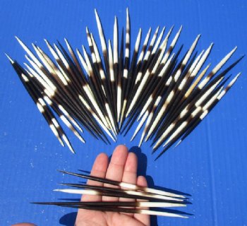 Thick Porcupine Quills, Hand Picked