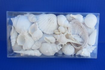 8" X 4" X 1-1/2" Wholesale clear gift boxes filled with assorted white shells - 48 @ $3.60 each  
