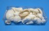8" X 4" X 1.5" White Shells Filled Clear Box Beach Wedding Favors -  6 @ $1.75 each 4 packs (24 pcs) @ $1.575 each 