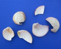 Wholesale Trachycardium Haitian Cockle shells 1 to 2 inches -  $8.50 a gallon