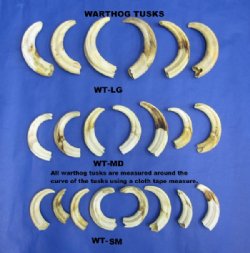 Warthog Tusks - Hand Picked Ivory For Sale