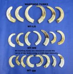 Warthog Tusks - Hand Picked Ivory For Sale
