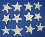 Case of 300 Wholesale White Jungle Starfish for weddings and crafts 300 @ .30 each