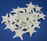 Wholesale White Jungle Starfish 4"-5-7/8" White Mud Starfish Packed 25 @ .35 each