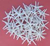 1700 pcs Wholesale White Finger Starfish, Pencil Starfish 3"-4" Case of 1700  @.24 each