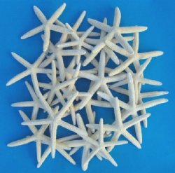 Case of 1569 Wholesale finger starfish for crafts and weddings, off white in color, 4 to 5-7/8" - Priced .45 each (Adult Signature Required)