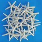 Wholesale white pencil starfish for beach weddings 4 to 6 inches Packed 50 pieces @ .45 each