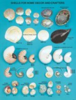 Shells Wholesale