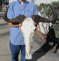 Wildebeest Skulls with Horns Hand Picked Pricing