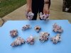 10 Pieces of Purple Barnacles for Shellcraft projects 2" to 5" - You are buying the barnacles pictured for $4.00