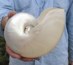 Shells - Hand Picked Pricing
