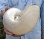 Shells - Hand Picked Pricing