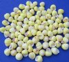 Under 1 inch Wholesale Yellow Banded Land Snails for Hermit Crabs - Packed 100 @ .08 each; 1000  (10 packs) @ .06 each