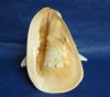 10 inches Wholesale Yellow Helmet Shells, Horned Helmet Shells - $20.00 each
