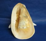 7 inches to 8-7/8  inches Yellow Helmet Shells, Horned Helmet Shells $13.00  each Minimum: 2