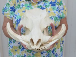 Warthog Skulls $100 and Over, Hand Picked