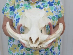 Warthog Skulls Under $96, Hand Picked
