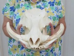 Warthog Skulls Under $96, Hand Picked
