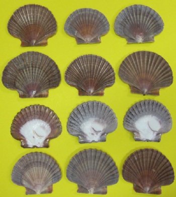 Wholesale Mexican Flats, San diego Scallops, 2-1/2" to 3-1/2" - 50 pcs  @ .30 each;  300 pcs @ $.27 each