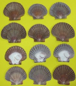Wholesale Mexican Flats, San diego Scallops, 2-1/2" to 3-1/2" - 100  @ .30 each;  300 @ $.25 each