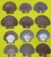 Wholesale Mexican Flats shells, San diego Scallops, Pecten diegensis 2-1/2" to 3-1/2" - Packed 100 pcs @ .40 each; Packed: 300 pcs @ $.33 each