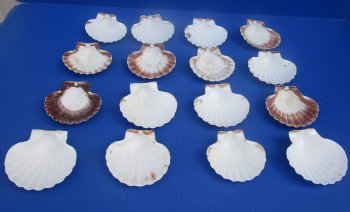 Wholesale Great Scallop Shells Irish Deeps - 3" to 3-3/4" - 25 pcs @ $.40 each 