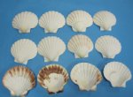 Wholesale Great Scallop Shells Irish Deeps - 3" to 3-3/4" Packed: 25 pcs @ $.40 each 