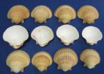 Wholesale San Diego Scallop Shell Mexican Deeps, pecten vogdesi cup 2-3/4 to 3-1/2 inches - Pack of 20 @ .75 each; Pack of 140 @ .68 each