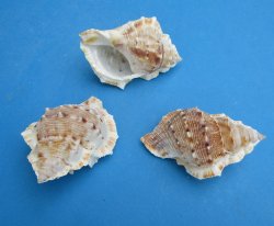 Bursa Crumena, Small Hermit Crab Shells 2-1/2 to 3 inches - 25 pcs @ $.15 each; 300 pcs @ $.13 each 