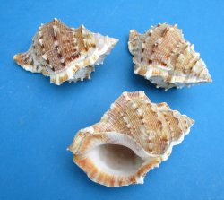 Bursa Crumena, Small Hermit Crab Shells 3 to 3-1/2 inches - 25 pcs @ $.25 each