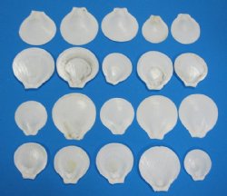 Wholesale White Sun/Moon Shells Sun Scallops 2-1/2" to 3" - 100 pcs @ $.15 each; 500 pcs @ $.13 each