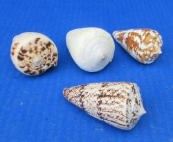 Wholesale Mixed Cone Shells (3-3.5") - 10 pcs @ $.45 each