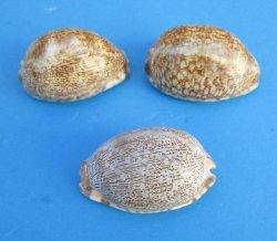 Arabian Cowrie Shells, polished cowries 2-1/2" to 3" - 25 pcs @ $.50 each; 100 pcs @ $.45 each