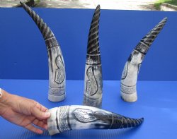 Wholesale Polished Spiral Carved Dragon Cattle and Buffalo horns 12-15 inch - 2 pc @ $12.00 each; 8 pcs @ $10.80 each