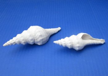 Wholesale White Fusinus Nicobaricus shells 4-1/2 to 5-1/2 inch - 25 pcs @ $.70 each; 100 pcs @ $.60 each