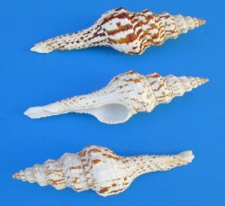  Fusinus Nicobaricus Spindle shells 5 to 6 inch - 25 pcs @ $.90 each; 100 pcs @ $.80 each