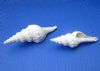 Wholesale White Fusinus Nicobaricus shells 4-1/2 inch to 5-1/2 inch - Packed: 25 pcs @ $.70 each; Packed: 100 pcs @ $.60 each