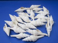 Wholesale White Fusinus Nicobaricus shells 4-1/2 to 5-1/2 inch - 25 pcs @ $.70 each; 100 pcs @ $.60 each