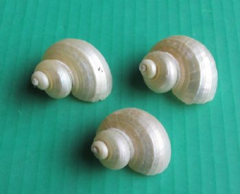 Wholesale Pearl Turbo Shells 1-1/4" - 1-3/4" - 100 pcs @ $.25 each; 500 pcs @ $.20 each  