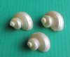 Wholesale Pearl Turbo Shells, small white shells in bulk 1-1/4" - 1-3/4" - Packed:100 pcs @ $.25 each; Packed: 500 pcs @ $.20 each  